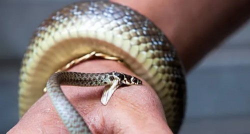 ఆడుకుంటూ అనంతలోకాలకు.. పాముకాటుతో ఏడేళ్ల చిన్నారి మృతి!

