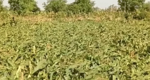 గాలి వాన బీభత్సం..నేలకొరిగిన పంటలు